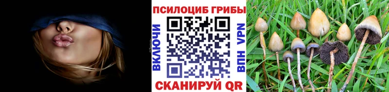 купить   Калязин  Псилоцибиновые грибы GOLDEN TEACHER 